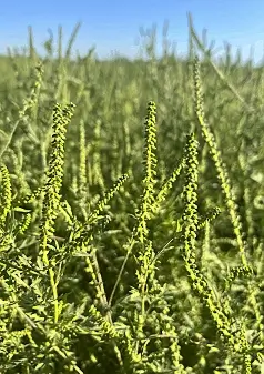 RAGWEED, SHORT - Ambrosia artemisiifolia