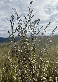 MUGWORT, COMMON - Artemisia vulgaris