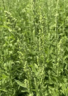 LAMB'S QUARTER - Chenopodium album