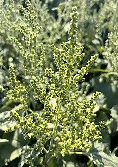 MARSH ELDER, BURWEED - Iva xanthifolia