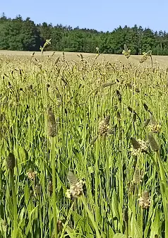 PLANTAIN, ENGLISH - Plantago lanceolata