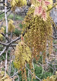 OAK, RED - Quercus rubra