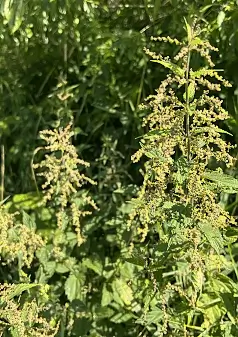 NETTLE - Urtica dioica