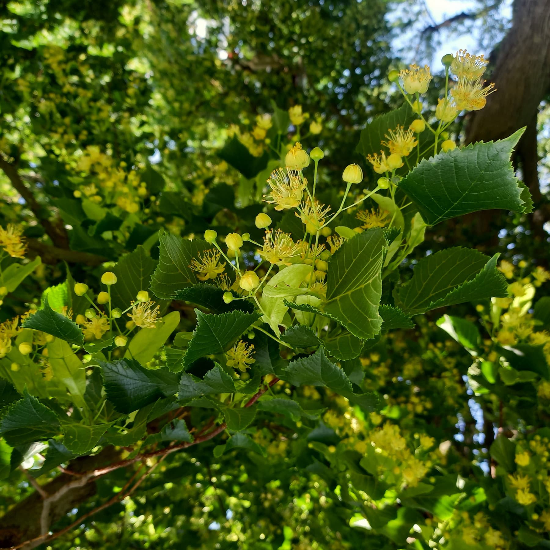 Linden - Pollen Harvest